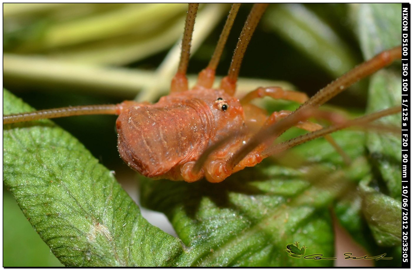 Opilio canestrinii da Villanova Monteleone 172